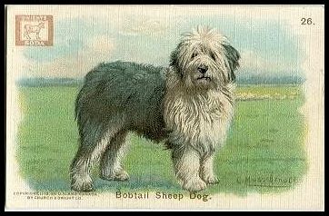 26 Bobtail Sheep Dog